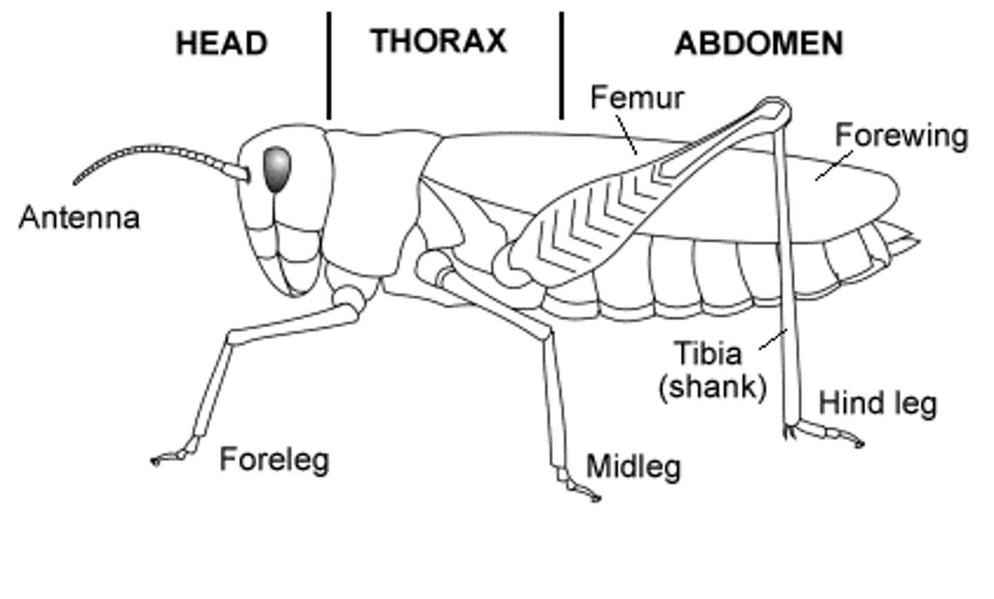 <p>-3 tagma</p><p>-3 pairs of legs</p><p>-one pair of antennae</p><p>-includes: "apterygota" and insects.</p><p>-possess a respiratory system with spiracles (openings) and tracheae (tubules)</p>