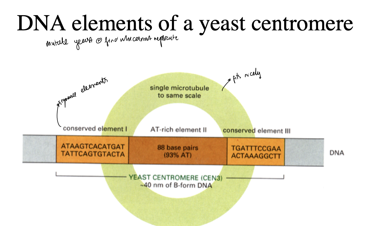 <ol><li><p>Three conserved DNA sequence elements:</p><ul><li><p>I, II and III</p></li><li><p><em>Needed for SPECIFIC attatchment points for microtubule</em></p></li></ul></li><li><p>AT-rich element n the middle</p><ul><li><p>just needs to be the right size</p></li><li><p>doesn’t matter about sequence</p></li><li><p>so the microtubule can fit between the points</p></li></ul></li></ol><p></p>