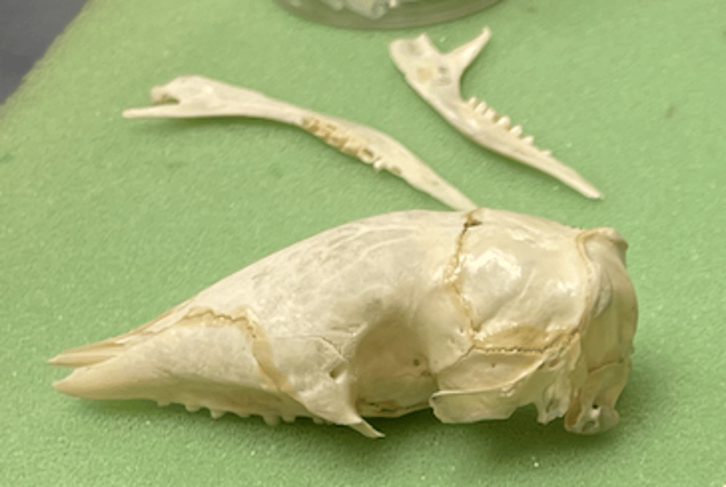 <p>- elongated and flattened</p><p>- cheekteeth homodont</p>