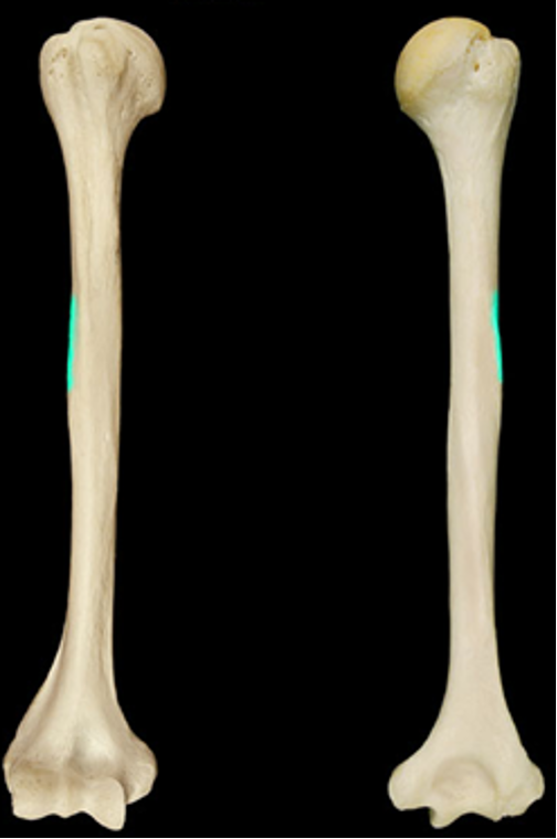 <p>rough area distal and lateral, midway down from the greater tubercle</p>