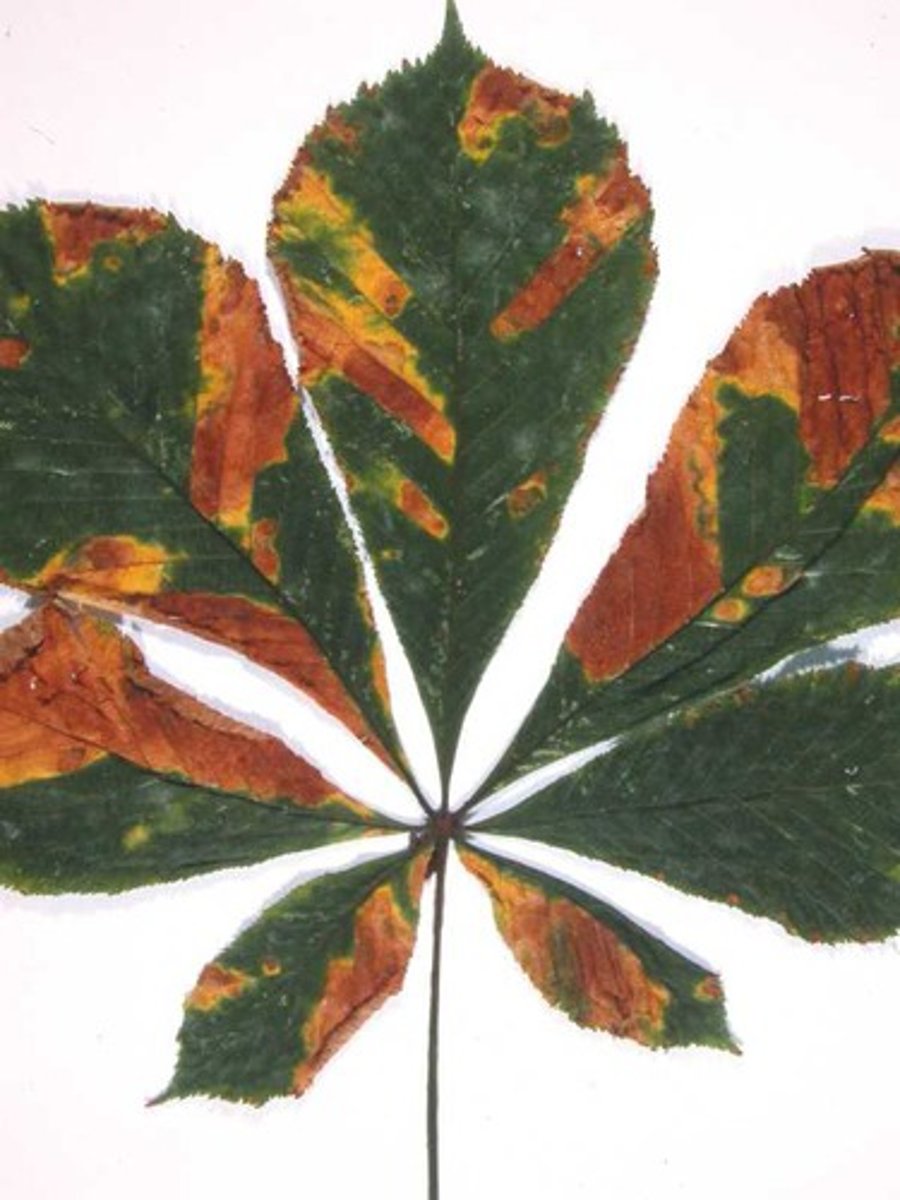 <p>a large spot or stain on something</p>