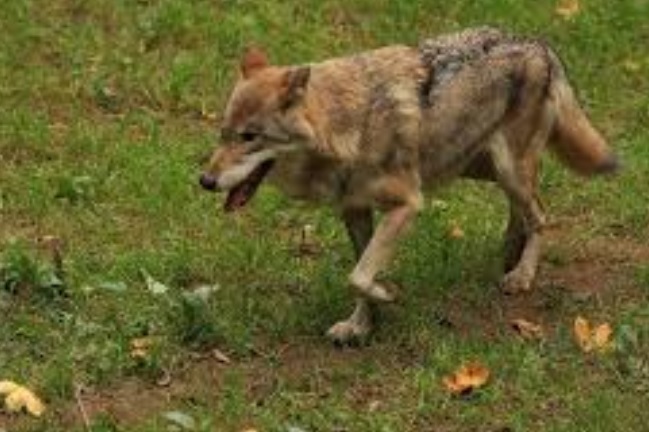 <p>zařaď živočicha do systému</p><p>Třída - řád - čeleď - druh čeština (latina)</p>