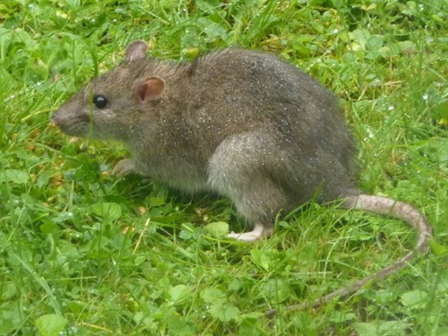 <p>Norway Rat</p>
