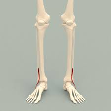 <p>O: Distal Anterior Fibula I: Base of 5th metatarsal A: Dorsiflex ankle and evert feet</p>