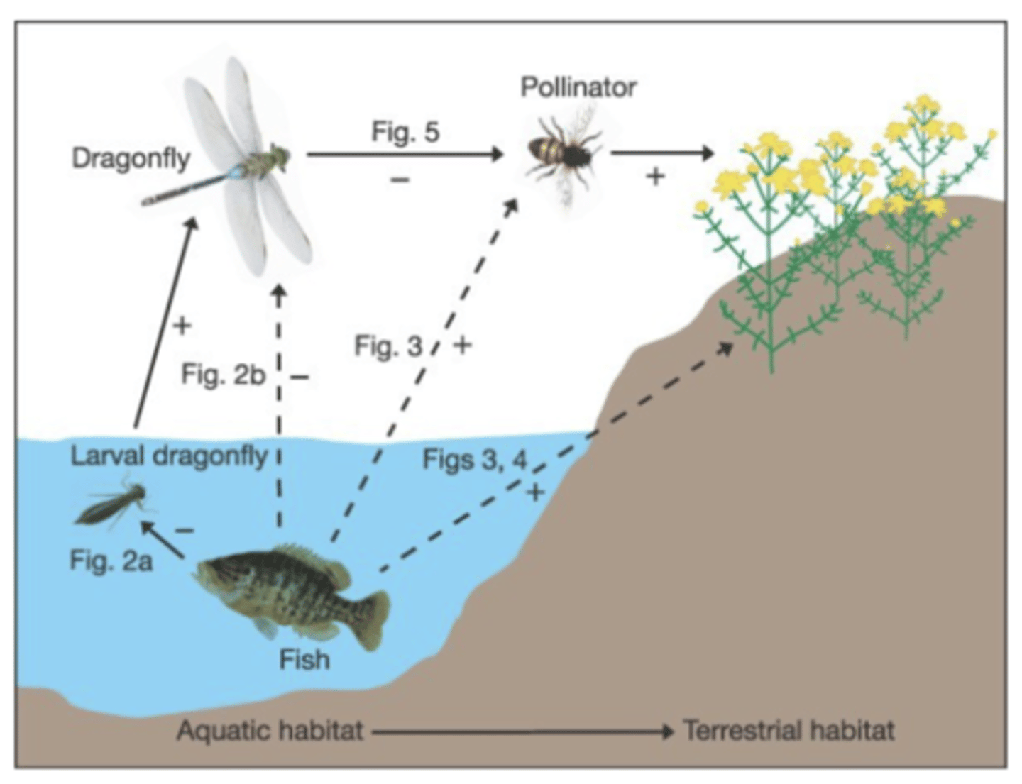 <p>Changes in ecosystem species abundances triggered by removal or addition of top predator; can also occur btw ecosystems</p><p>-a community consists of all the interacting living organisms in a particular area, while an ecosystem includes the community of living organisms plus all the non-living (abiotic) factors in that area, plus cycling of nutrients and flow of energy</p>