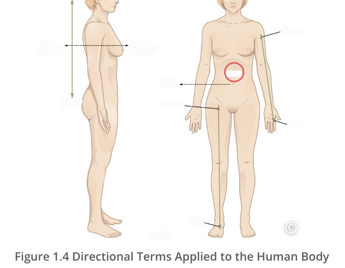 <p>describes the middle or direction toward the middle of the body</p>