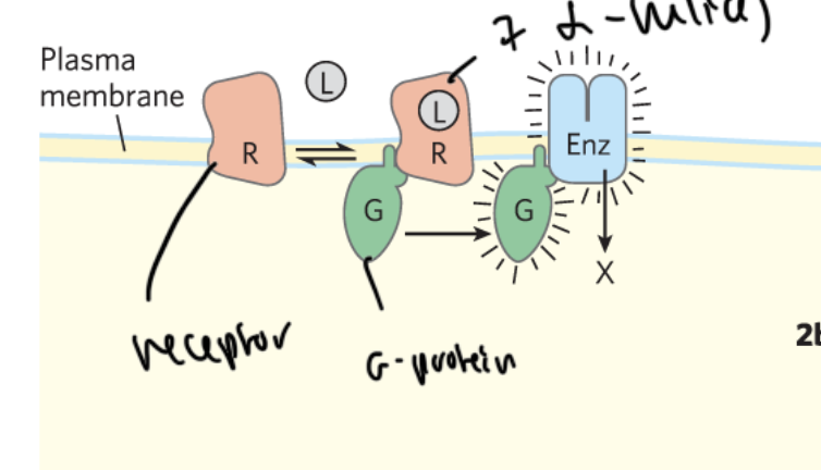<ul><li><p>receptor is transmembrane and has 7 alpha helices through it</p></li><li><p>ligand binds to the receptor</p></li><li><p>this activates a G-protein, which regulates an enzyme</p></li></ul><p></p>