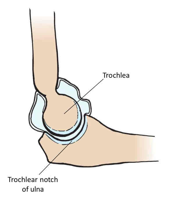 <p>Ulnohumeral Joint</p>