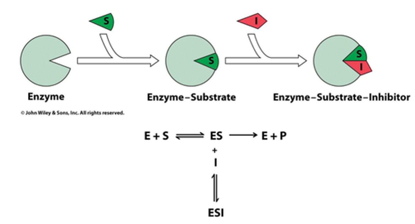 <p>inhibitor keeps substrate bound to enzyme</p><p>inhibitor deactivates enzyme</p><p>substrate stays bound - therefore not as many spots available</p><p>Vmax is decreased</p><p>Km is decreased (change number of substrate and ability to bind)</p>