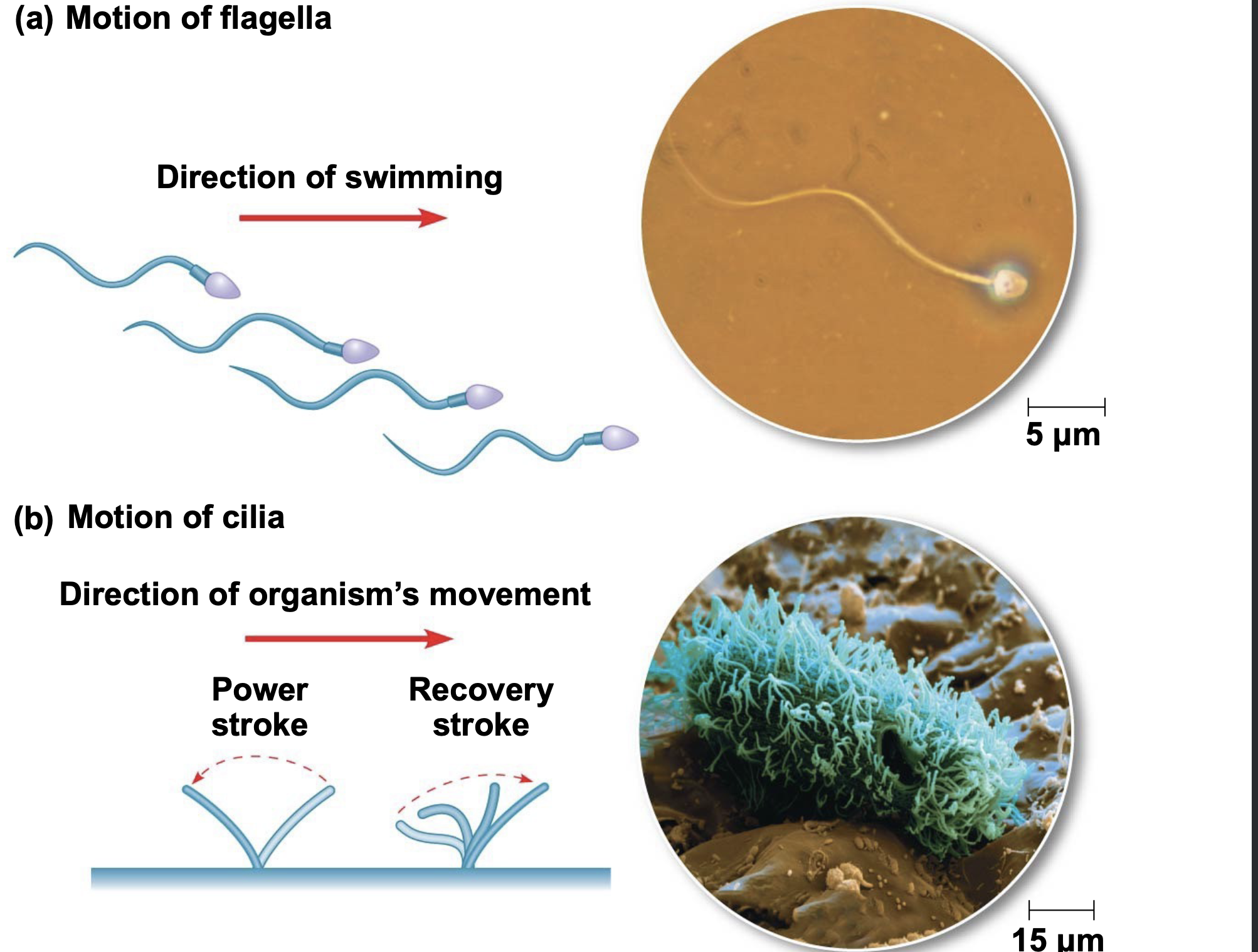  \n .Microtubules control the beating of flagella and cilia, microtubule-containing extensions that project from some cells \n .Cilia and flagella differ in their beating patterns
