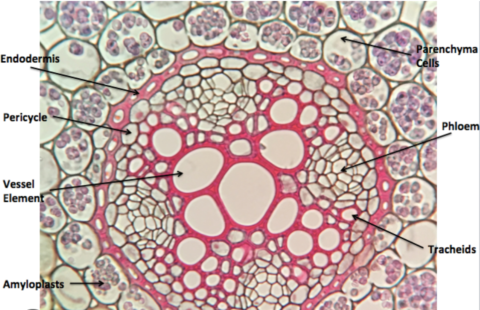 <p>an inner layer of cells in the <a target="_blank" rel="noopener noreferrer nofollow" class="rMNQNe" href="https://www.google.com/search?sca_esv=573826436&amp;bih=692&amp;biw=1200&amp;rlz=1CAOTWH_enUS812&amp;hl=en&amp;sxsrf=AM9HkKlUSyqyoDcvmuZm7d0JmU46vQBgNA:1697475082586&amp;q=cortex&amp;si=ALGXSlbD4fKmSL7CRU364kGH2u8krviAEXzMV99BWItbYqK2kWM1Oh9Is3U6X8Xt4I4mTC2wWXdKk0BR5KvwAFKjSkF-Wn6WXw%3D%3D&amp;expnd=1"><u><span>cortex</span></u></a> of a root and of some <a target="_blank" rel="noopener noreferrer nofollow" class="rMNQNe" href="https://www.google.com/search?sca_esv=573826436&amp;bih=692&amp;biw=1200&amp;rlz=1CAOTWH_enUS812&amp;hl=en&amp;sxsrf=AM9HkKlUSyqyoDcvmuZm7d0JmU46vQBgNA:1697475082586&amp;q=stems&amp;si=ALGXSlanL1aSLkbkKVKYTZ8siJOep2rEg4Rl9pmvuFfoM6MLHbiNZhShlmGcpz7Rmj4_LfI0ASLtCjqQhA8Pc_ztYkhUwPNigg%3D%3D&amp;expnd=1"><u><span>stems</span></u></a>, surrounding a vascular bundle</p>