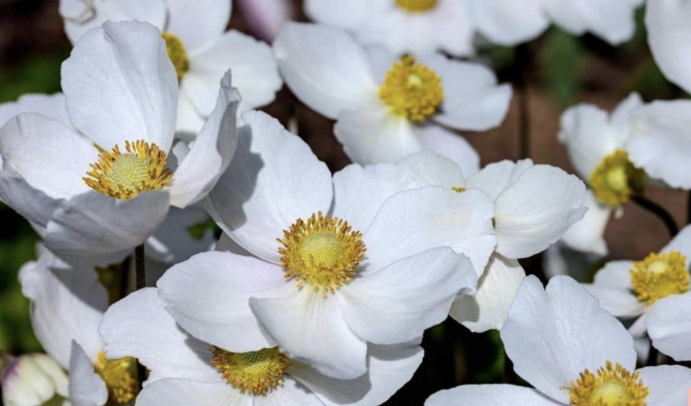 Flower 145