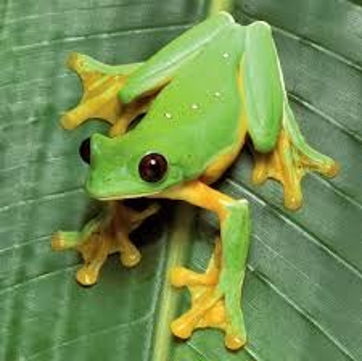 <p>Tree frogs</p>
