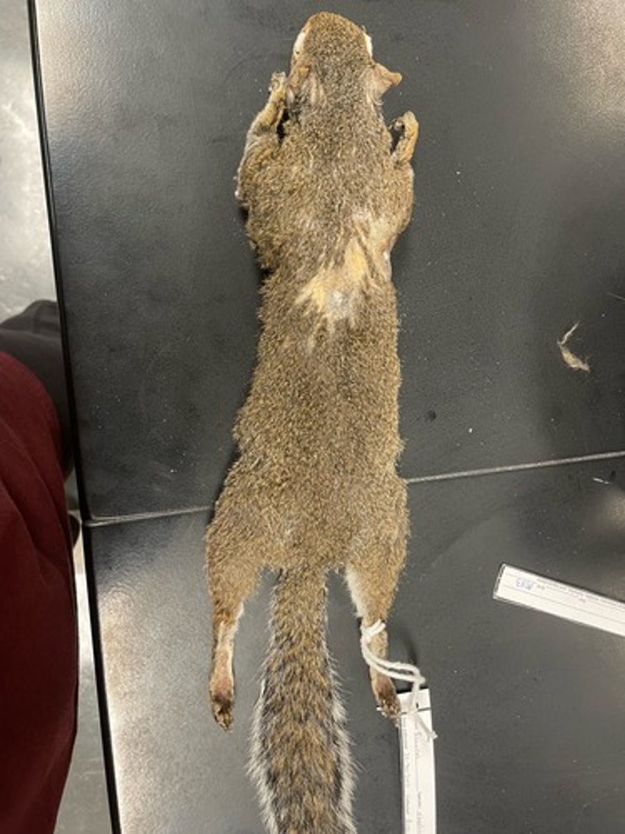 <p>Family: Sciuridae</p><p>Genus & Species: Sciurus carolinensis</p>