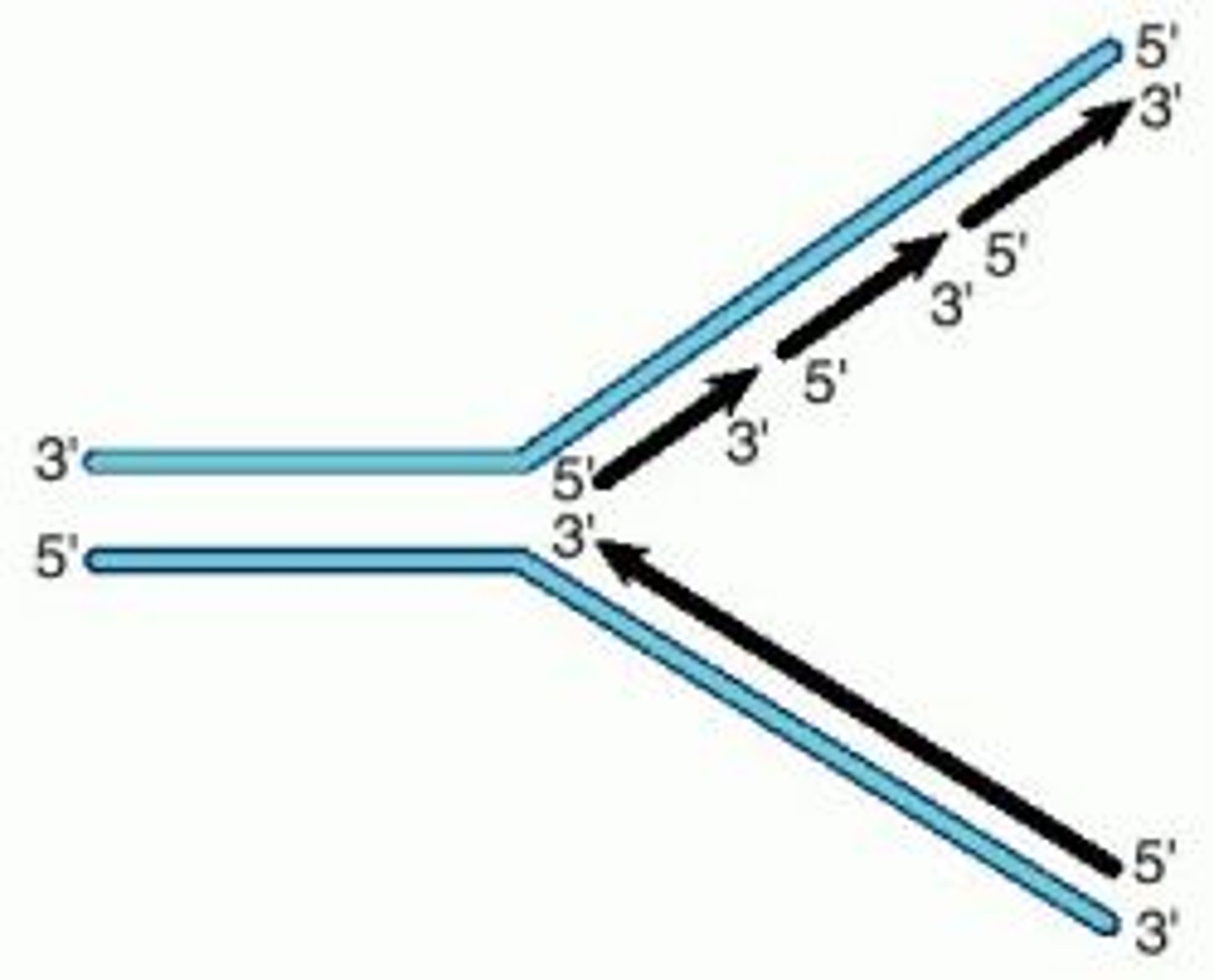 <p>A Y-shaped region on a replicating DNA molecule where new strands are growing.</p>