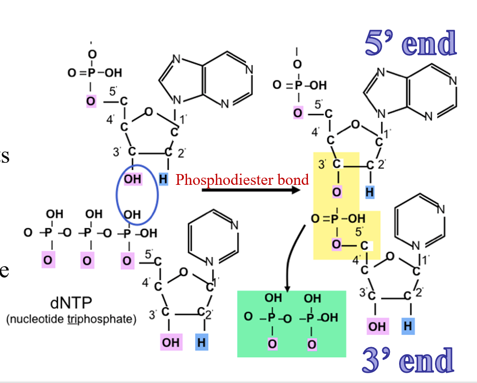 <ul><li><p>phosphate on the 5’ carbon of the new nucleotide reacts with the hydroxyl on the 3’ carbon of the previous nucleotide</p></li><li><p>we talk about orientation of polymer based on what end is free</p><ul><li><p>5’ is free phosphate</p></li><li><p>3’ is free hydroxyl</p></li></ul></li><li><p>on C3 position on sugar within nucleotide we have a hydroxyl group</p></li></ul><p></p>