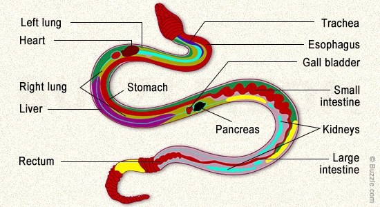 Complete digestive tracts, with common vertebrate accessory organs 