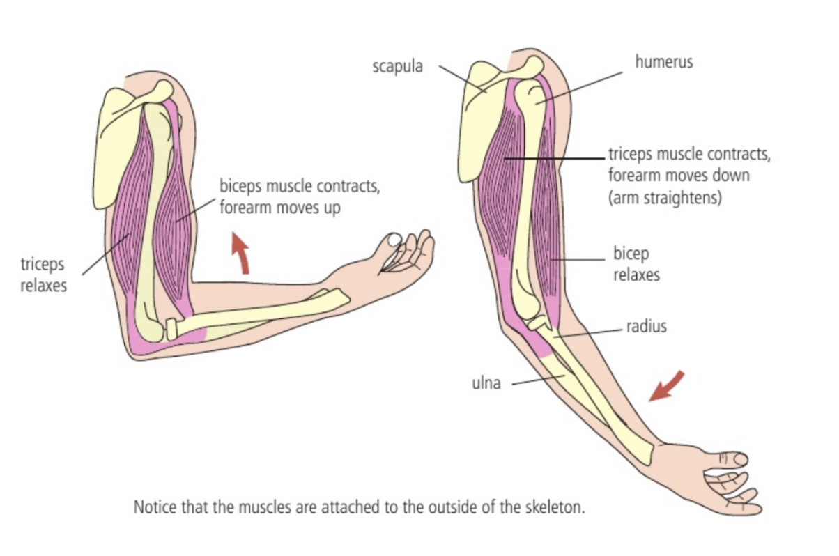 <p>Bicep contracts and triceps relaxes — forearm moves up</p><p></p><p>Triceps contracts and biceps relaxes, arm straightens</p>
