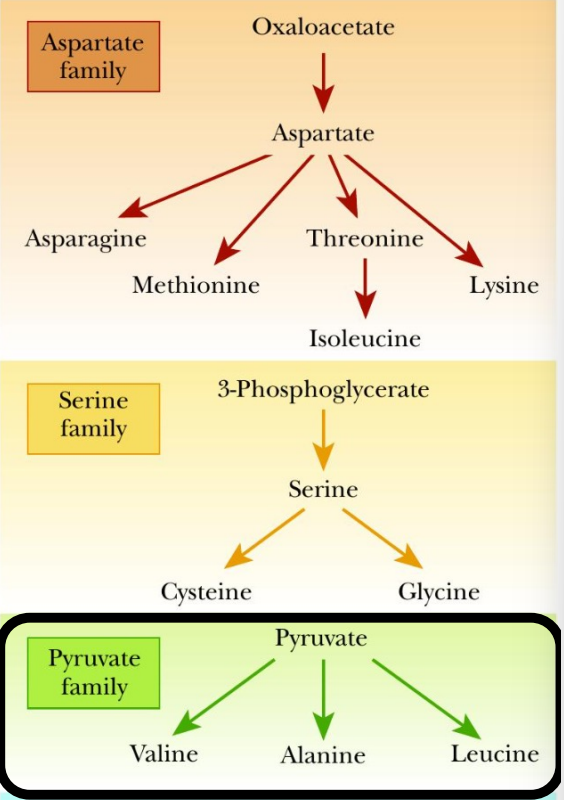 <p>Which amino acids are formed via transamination?</p>