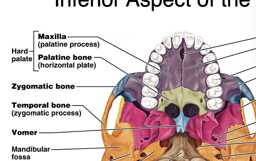 <p>Formed by the maxilla and palatine bones, separating the oral cavity from the nasal cavity. (come together to make the hard palate which is described as the palatine process of the maxilla and horizontal plate of palatine bone</p>