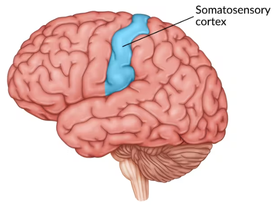 Parietal Lobe