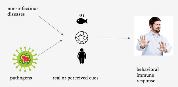 <p>Behavioral immune system definition</p>