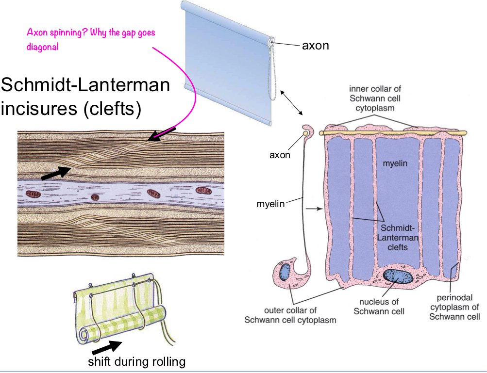 <p>small gaps when myelin sheaths shift during rolling/formation</p>