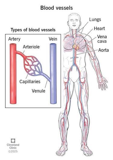 <p>Q: What are arterioles and venules?</p>