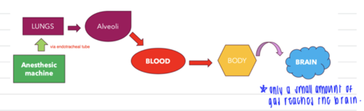 <p>anesthetic machine → lungs → alveoli→ blood → body → brain</p>