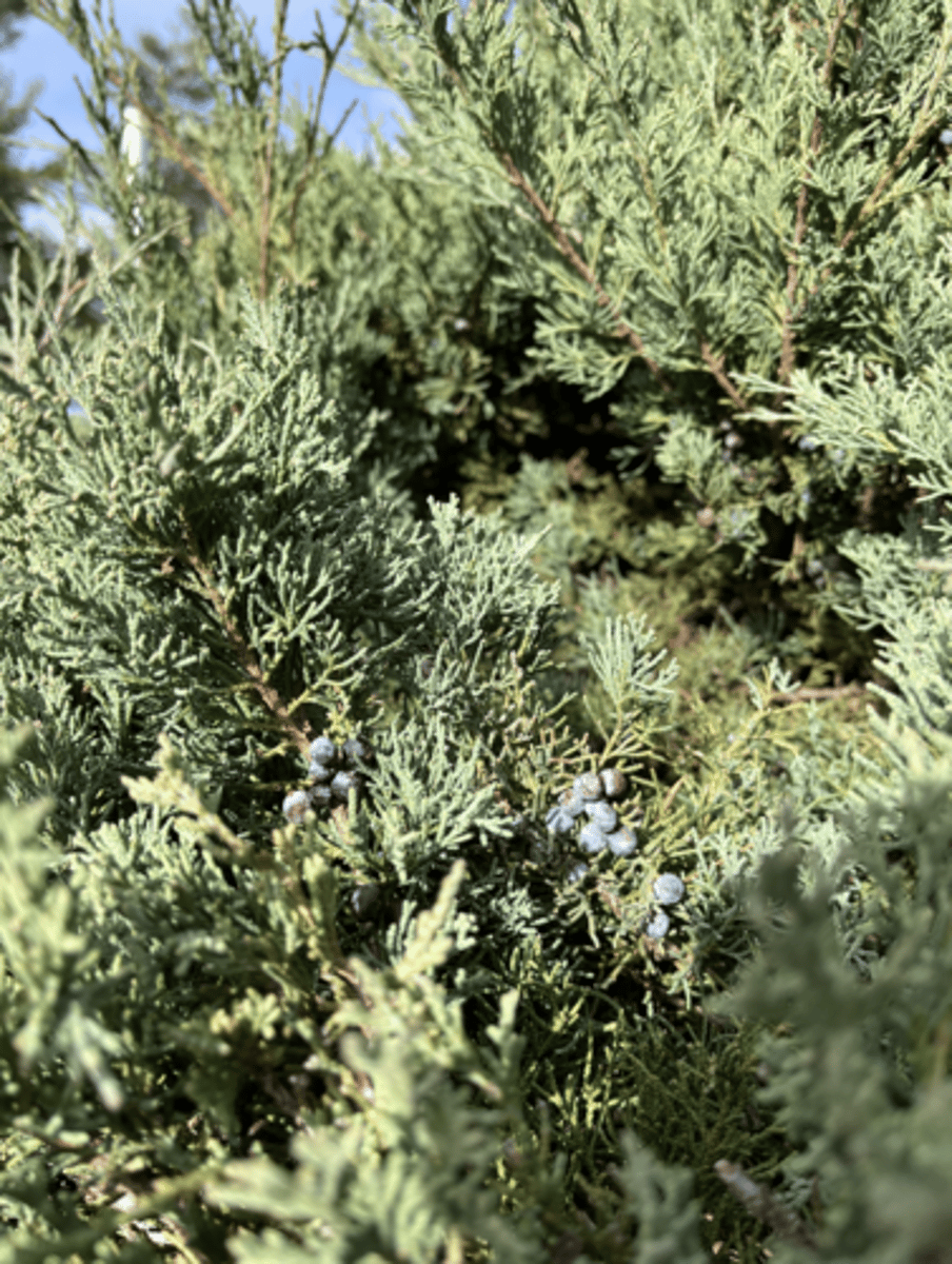 <p>45 degree angle HOB, hedge plant, waxy cones, scaly, Kate's vape plant</p>