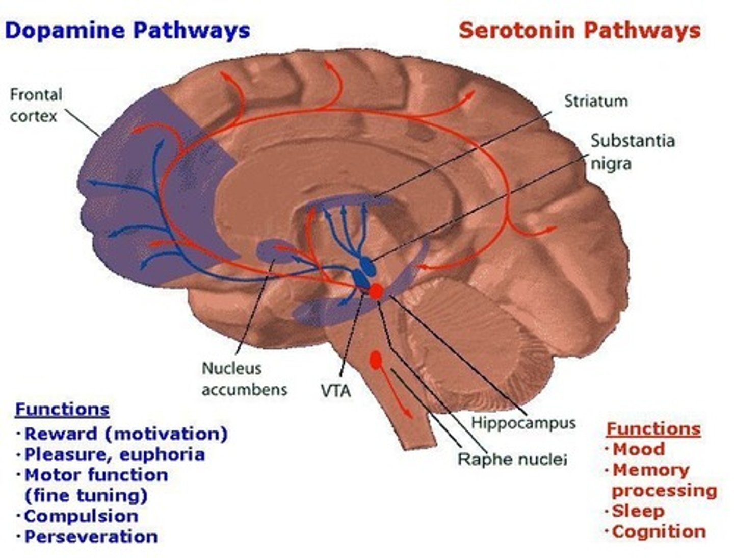 <p>When Dopamine levels increase, Serotonin levels decrease. Therefore, drug addiction is quite easy if your ability to feel content and satiated decreases with increased drug intake.</p>