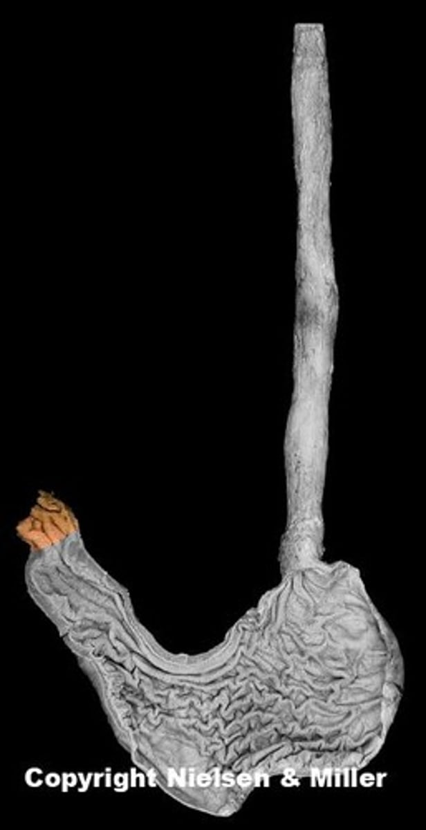 knowt flashcard image