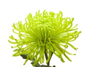 <p>Spider Chrysanthemum</p>
