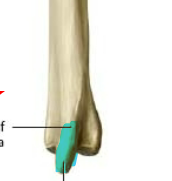 sharp, distal projection on posteromedial side