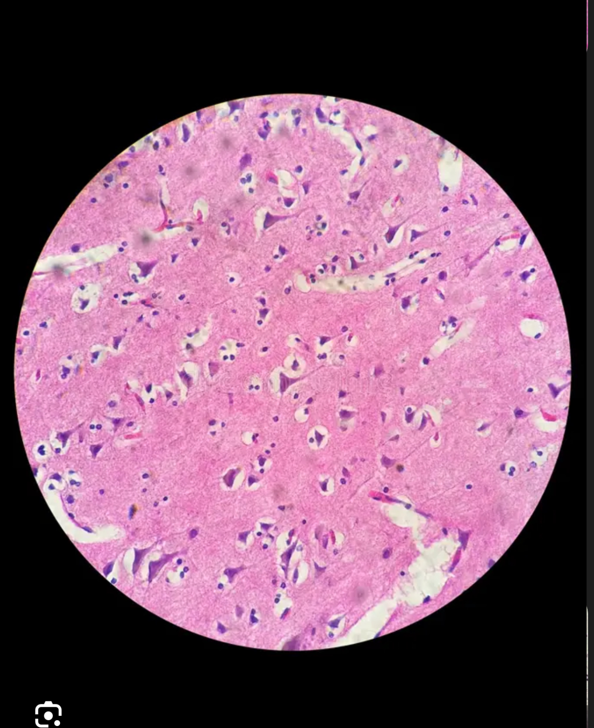 <p>What cell is this</p>