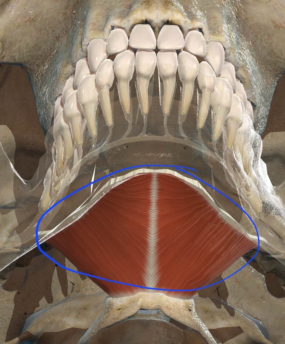 <p>What muscle is this?</p>