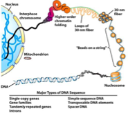 <p><span><span>Le nucléosome.</span></span></p>