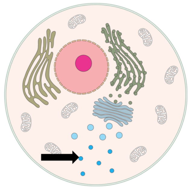 <p>Membrane-bound packets of enzymes that oxidize organic substances and form hydrogen peroxide.</p>