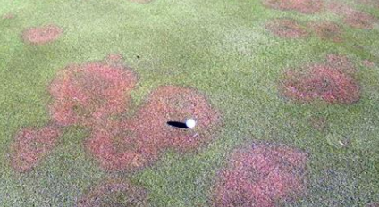 <p>rapid blight on turf, occurs due to buildup of sodium, infection through leaf wounds, problematic in golf courses</p>