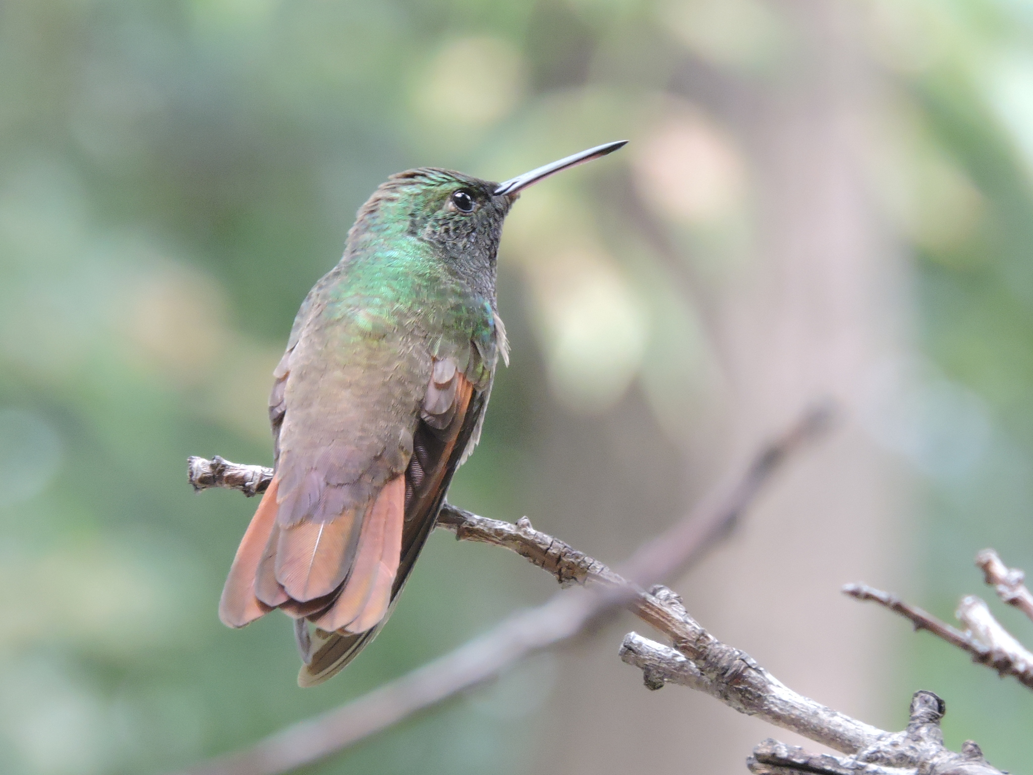 <p>Amazilia beryllina</p>