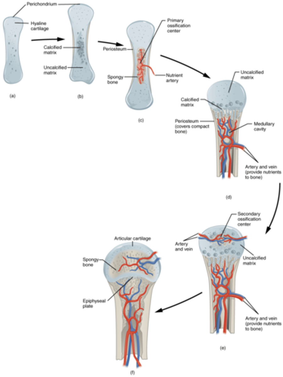 <p>Process in which bone forms by replacing hyaline cartilage</p>