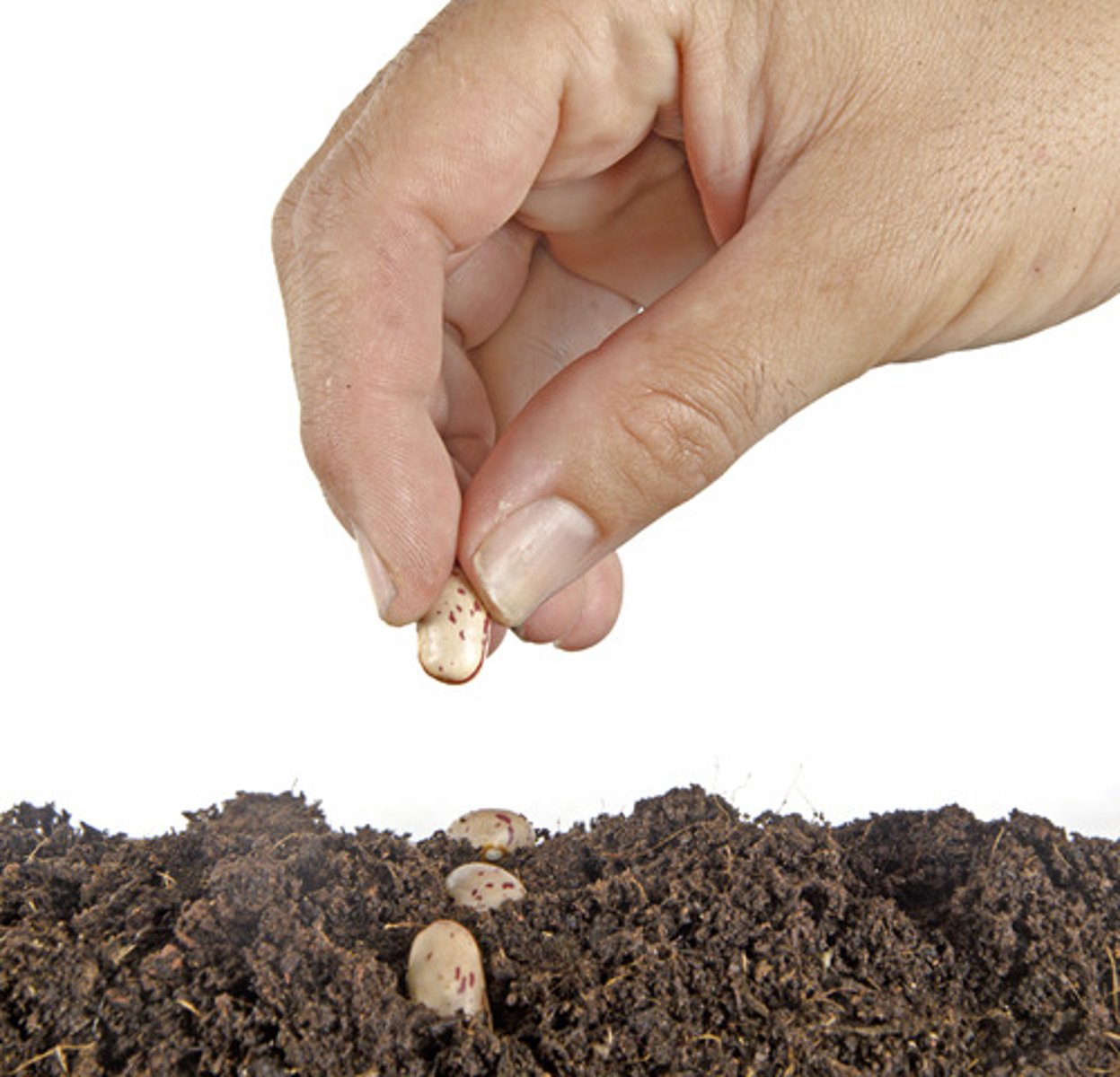<p>zhong | to plant, grow</p>