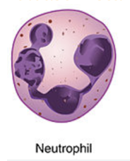 <p>multi lobed nucleus</p>