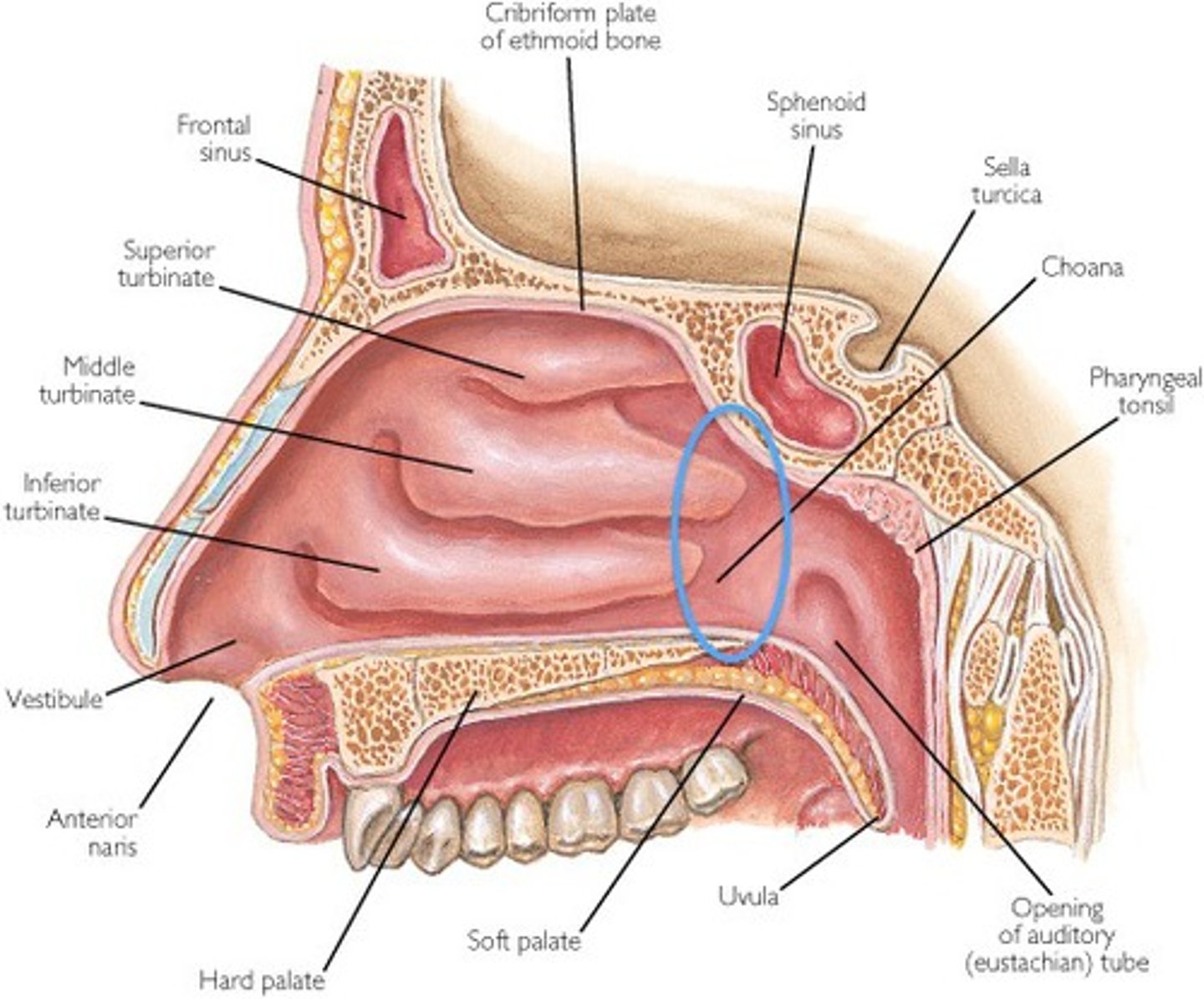 <p>connects the <strong>nasal cavity</strong> with the <strong>nasopharynx</strong></p>