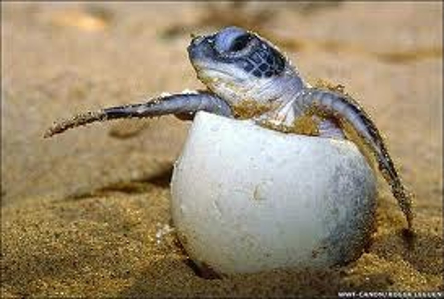 <p>/ˈhætʃ.lɪŋ/ noun</p><p>A young animal that has just hatched</p><p>con non vừa nở</p><p>Origin: hatch + -ling</p><p>Pattern: turtle hatchling, bird hatchling</p><p>Ex: Hatchlings instinctively move toward the sea.</p><p>Syn: newborn</p><p>Form: hatch (v)</p><p>Relate: chick, offspring</p>