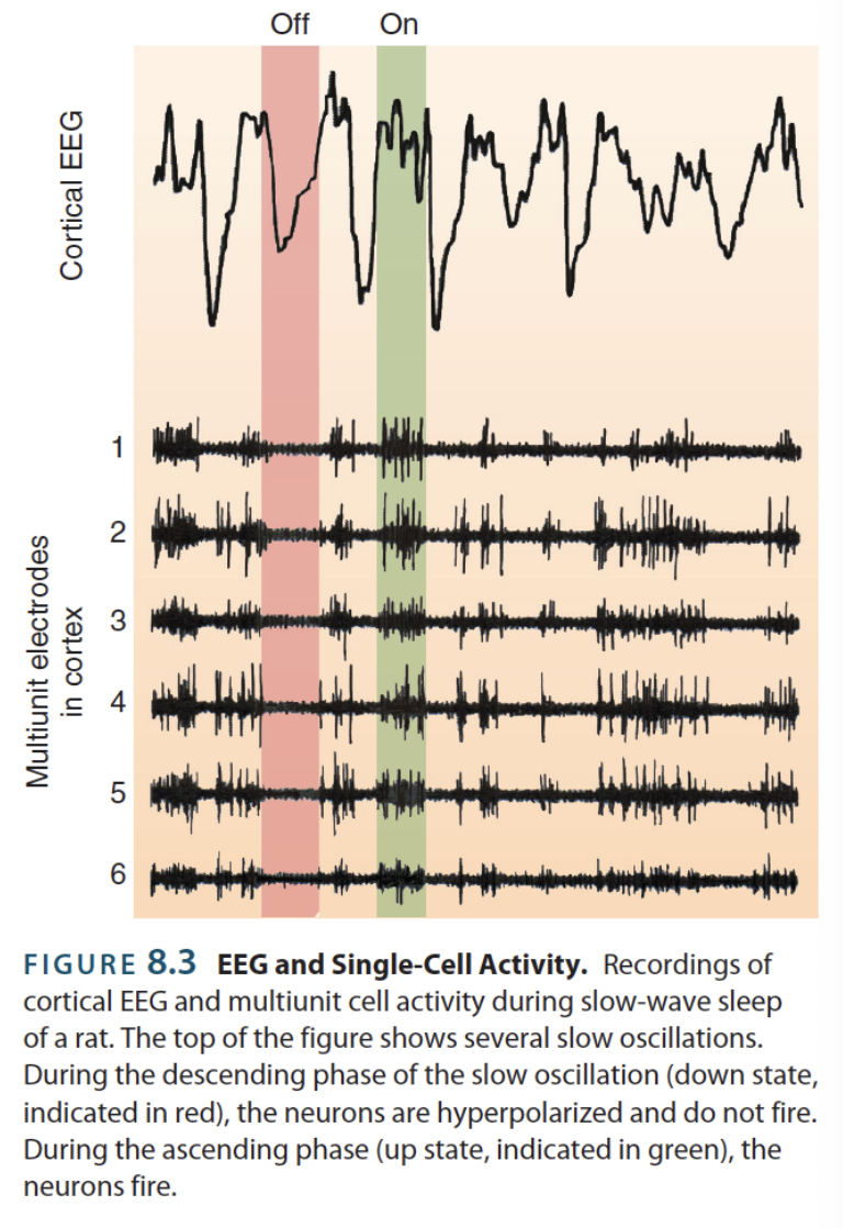 <p><strong>deep sleep</strong> → stage 3/4, non-rem sleep, corresponding to neural waves with low frequency and low amplitude oscillations</p><ul><li><p>Reflects synchronized burst patterns of APs in brain nuclei</p></li></ul><p></p>