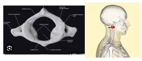 <p>first vertebrae of spine (located on neck)</p>
