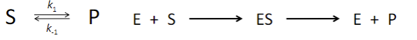<p><span style="font-family: sans-serif">• enzymes bind substrates transiently – unchanged after reaction (catalyst)</span><span><br></span><span style="font-family: sans-serif">• 1894 – Emil Fischer – proposed that the enzyme is a rigid template (lock) and that the substrate is a matching key</span><span><br></span><span style="font-family: sans-serif">• only specific substrates can fit into a given enzyme</span><span><br></span><span style="font-family: sans-serif">• 1903 - early kinetic studies confirmed that enzyme binds substrate to form enzyme-substrate complex</span><span><br></span><span style="font-family: sans-serif">• ES complexes formed when ligand binds noncovalently in the active site</span><span><br></span><span style="font-family: sans-serif">• substrate reacts transiently with the protein catalyst to form product</span></p><ul><li><p><span style="font-family: sans-serif">2 distinct steps:</span><span><br></span><span style="font-family: sans-serif">1. formation of ES complex</span><span><br></span><span style="font-family: sans-serif">2. chemical reaction accompanied by dissociation of the product</span></p></li></ul>