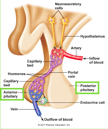 <p>endocrine gland at the base of the brain that releases gonadotropins (FSH and LH).</p>