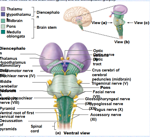 <p>(Automatic)</p><p></p><p>(Midbrain) (Pons) (Medulla Oblongata)&nbsp;</p>